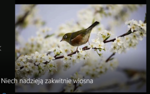 Niech nadzieją zakwitnie wiosna